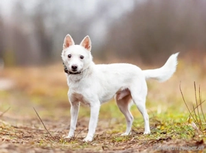 Kleiner weiße Kroki sucht liebevolle Menschen Bild 5
