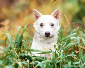 Kleiner weiße Kroki sucht liebevolle Menschen Bild 6