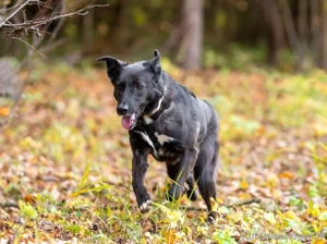 Wunderschöne Jasmine mochte geliebt werden Bild 2