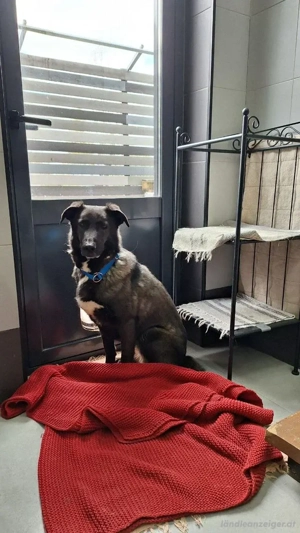 Wunderschöne Jasmine mochte geliebt werden Bild 3