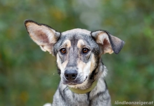 Lucy sucht noch ihr glück Bild 2