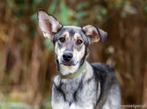 Lucy sucht noch ihr glück Bild 4