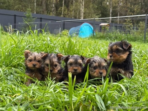 Yorkshire Terrier Welpen Bild 2