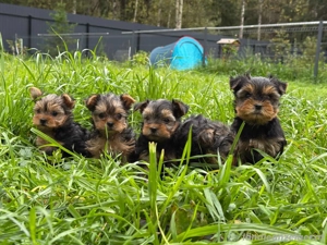 Yorkshire Terrier Welpen Bild 3