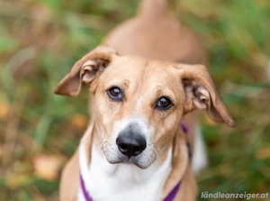 Bucks sucht Menschen mit liebe und Geduld