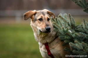 Tuchka   die sanfte Seele mit stolzem Auftreten sucht Ihr Zuhause! Bild 4