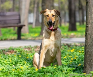 Tuchka   die sanfte Seele mit stolzem Auftreten sucht Ihr Zuhause! Bild 3