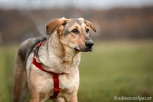 Tuchka   die sanfte Seele mit stolzem Auftreten sucht Ihr Zuhause! Bild 5