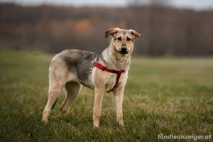 Tuchka   die sanfte Seele mit stolzem Auftreten sucht Ihr Zuhause! Bild 6