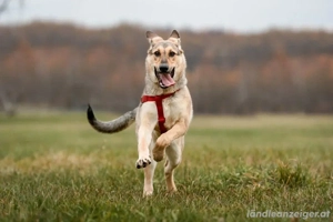 Tuchka   die sanfte Seele mit stolzem Auftreten sucht Ihr Zuhause! Bild 2