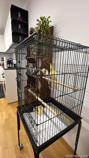 nymphensittich  Bild 2