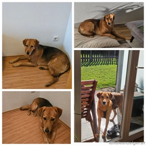 Hanni, eine hübsche Hunde Dame Bild 2