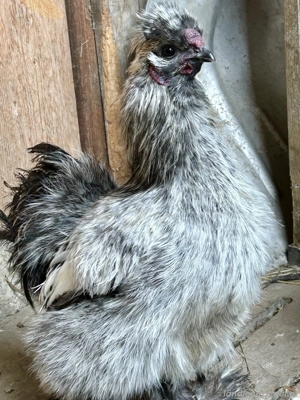 Verschenke zwergseidenhähne Bild 2