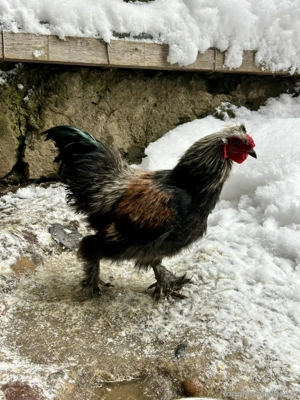 Verschenke zwergseidenhähne Bild 3