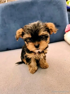 Yorkshire-Terrier-Welpen  Bild 2