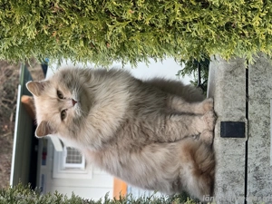 Katze zugelaufen in Gais Bludesch Bild 2
