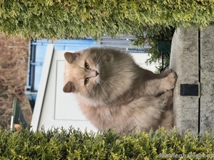 Katze zugelaufen in Gais Bludesch Bild 3