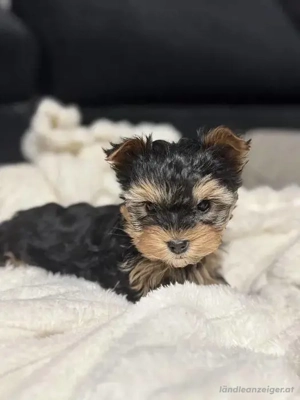 Yorkshire-Terrier-Welpen verfügbar.
