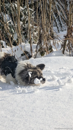 Kaja - eine kleine mit viel Herz Bild 3