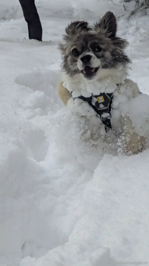 Kaja - eine kleine mit viel Herz Bild 2