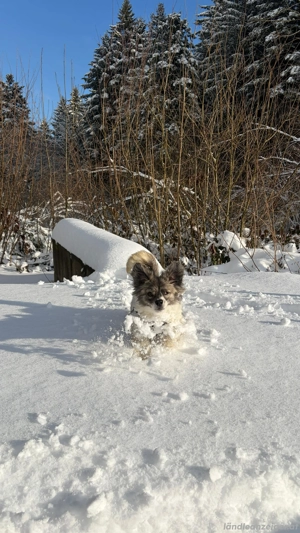 Kaja - eine kleine mit viel Herz Bild 6