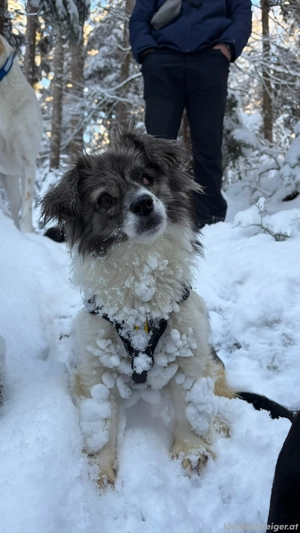 Kaja - eine kleine mit viel Herz Bild 9