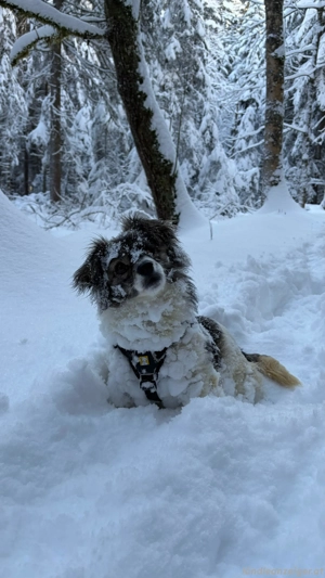 Kaja - eine kleine mit viel Herz Bild 10