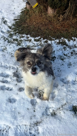 Kaja - eine kleine mit viel Herz Bild 5