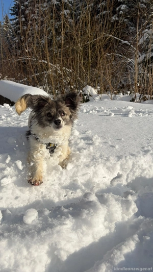 Kaja - eine kleine mit viel Herz Bild 7