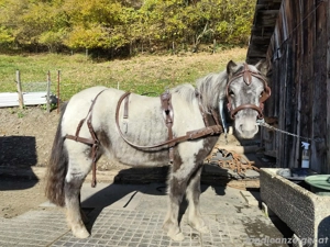 Liebe Ponystute Bild 4