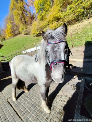 Liebe Ponystute Bild 5