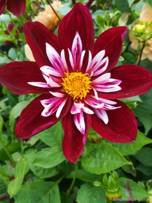 Tantra Energie Massage ab 50+ ohne 6 Bild 3