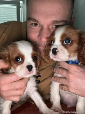 Freche Cavalier King Charles Welpen Bild 2