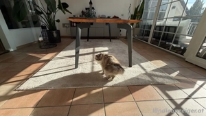 Teppich, Viskose in Premium Qualität Bild 2