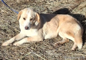 Amalfi sehnt sich nach liebevollem Zuhause Bild 3