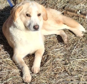 Amalfi sehnt sich nach liebevollem Zuhause Bild 2