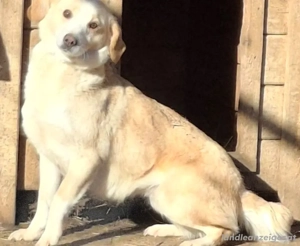 Amalfi sehnt sich nach liebevollem Zuhause Bild 5