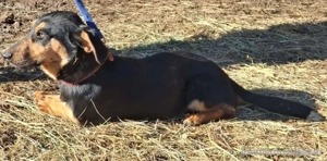 Yupi möchte IHNEN Freude schenken Bild 3