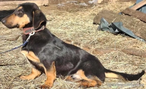 Yupi möchte IHNEN Freude schenken Bild 2