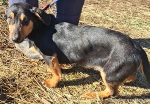Yupi möchte IHNEN Freude schenken Bild 5