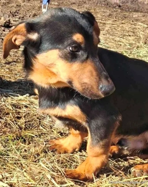 Yupi möchte IHNEN Freude schenken Bild 4