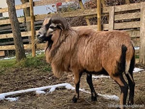 Kamerun Bock (Widder) - Schafe