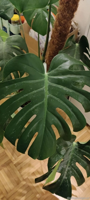 Pflanze Monstera Deliciosa  Bild 3