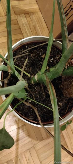 Pflanze Monstera Deliciosa  Bild 4