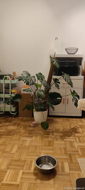 Pflanze Monstera Deliciosa  Bild 2