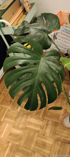 Pflanze Monstera Deliciosa  Bild 5