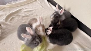 Zwergkaninchen Bild 2