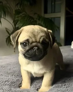 Retro Mops welpen Bild 2