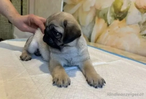 Retro Mops welpen Bild 4