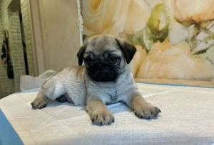 Retro Mops welpen Bild 3